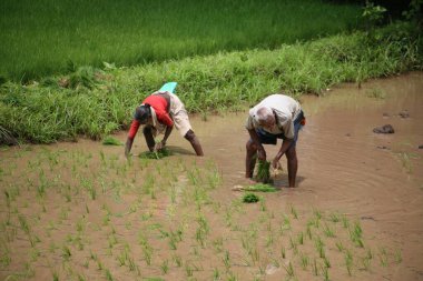 Male and female farmer  replanting rice in paddy field; Konkan. Maharashtra. India    clipart