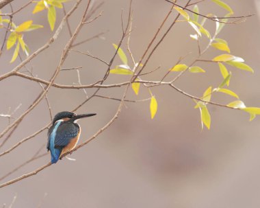 Birds, Common Kingfisher, Alcedo, Bird Kingfisher, Kaza, Himachal Pradesh, Hindistan 