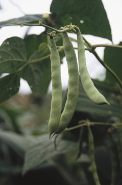 Simla, Himachal Pradesh, Hindistan yakınlarındaki Koti tarlalarında yetişen yeşil sebze Fransız Fasulyeleri.