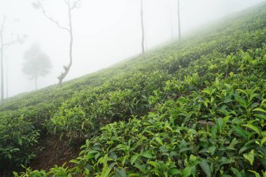Çay çiftliği, çay evi, Singara Konağı, Coonoor, Nilgiris, Tamil Nadu, Hindistan