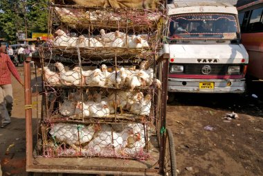 Çiftlik hayvanları tavuğu bisiklet çekçek, Jabalpur, Madhya Pradesh, Hindistan 'da taşınır. 