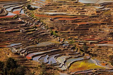 pirinç tarlası terası, yunnan, Çin