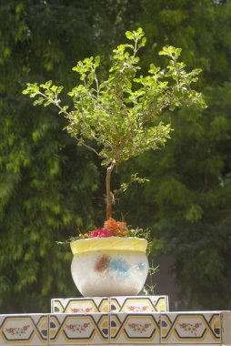 Tulsi, Vajreshwari, Thane Bölgesi, Maharashtra, Hindistan ve Asya 'nın dikili olduğu yerde kutsal fesleğen bitkisi. 