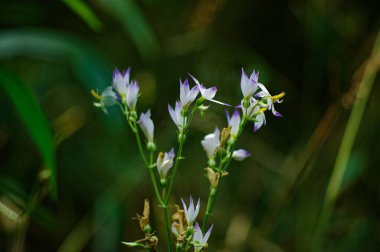 Chirata flowers, sindhudurg, Maharashtra, India, Asia  clipart