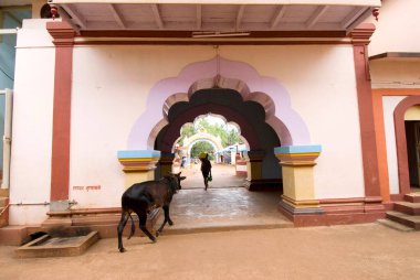 Colourful gate and a cow at temple vetoba king of ghost at village Aravali ; district Sindhudurga ; Maharashtra ; India clipart