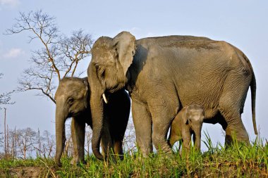 Buzağıları olan dişi fil Maximus, Kaziranga Ulusal Parkı, Assam, Hindistan  