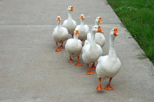 stock image Swans walking on road at daytime