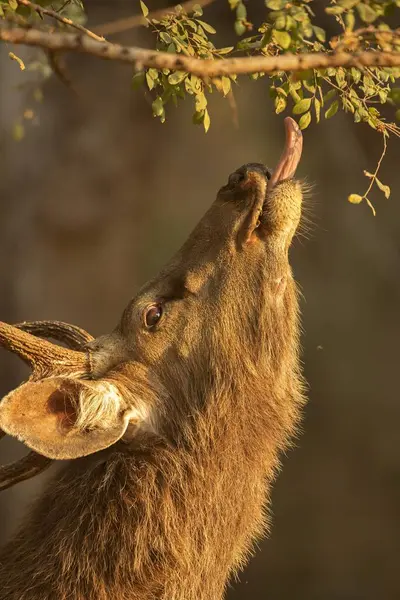 stock image Head shot of a male Sambar deer Rusa unicolor reaching out with his tongue to browse on the low lying leaves of Anogeissus pendula trees in Ranthambhore tiger reserve, India