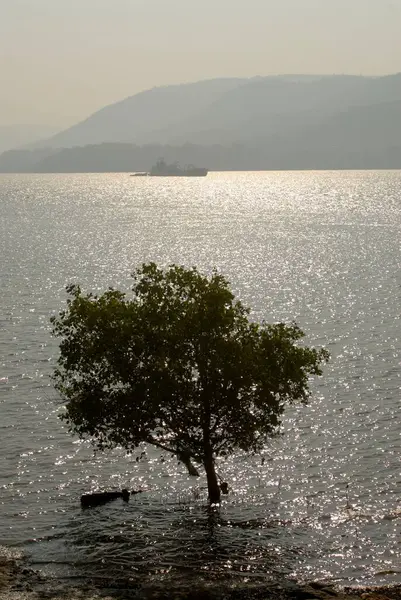 Bagmandla Deresi 'ndeki Mangrove ağacı, Raigad Bölgesi, Maharashtra, Hindistan 