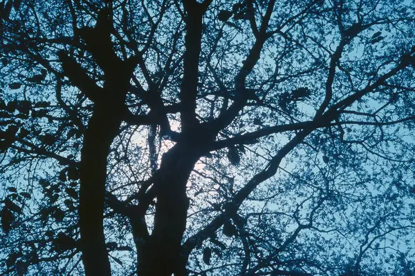 stock image Silhouette of tree, Jhansi, Uttar Pradesh, India, Asia