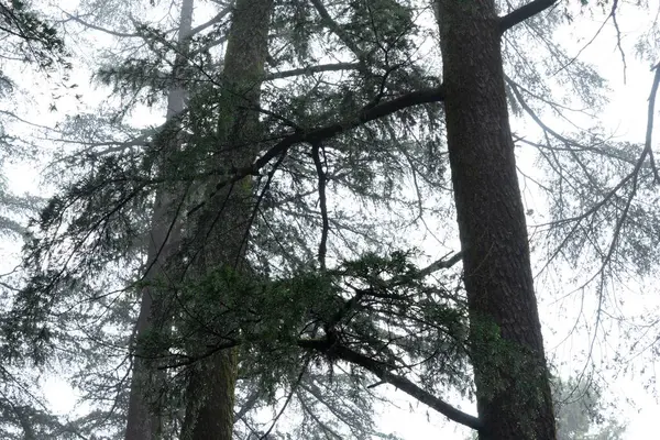 stock image Cedar trees, Deodars Guest House, Papersali, Almora, Uttarakhand, India, Asia