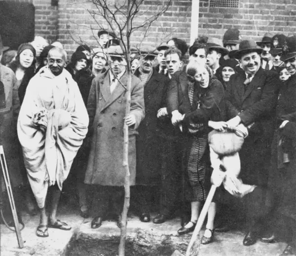 stock image Mahatma Gandhi planting a tree outside Kingsley Hall, East End, London, England, December 3, 1931. The tree has been destroyed in World War II. by a flash and was replanted by Lady Attenborough in 1984  