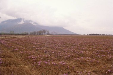 Çiçek açan safran alanı, jammu & kaşmir, Hindistan
