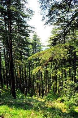 Araucaria angustifolia Himachal Pradesh Hindistan Asya