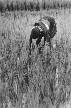 Paddy Field 'da çalışan bir kadın.