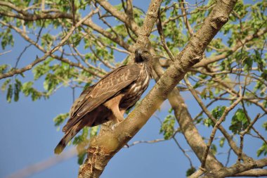 Kartal, kız milli parkı, Gujarat, Hindistan, Asya