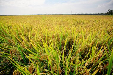Pirinç tarlası; Kuttanadu; Alappuzha; Kerala; Hindistan