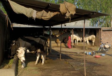 Pune, Maharashtra, Hindistan yakınlarındaki Ralegaon Siddhi 'de melez inekleri olan köy evi. 