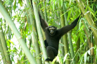 Gibbon ağaç üzerinde Assam Hindistan Asya