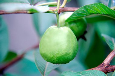 Guava Fruit on Plant, yakın çekim görüntüsü 
