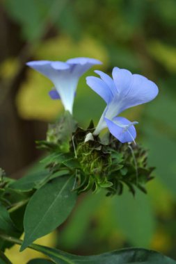 Blue orchid Flowers, bastar, chhattisgarh, india, asia  clipart