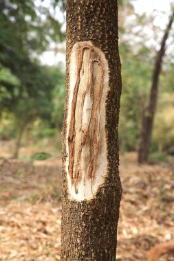 Sanjay Gandhi Ulusal Parkı, Borivali, Bombay Mumbai, Maharashtra, Hindistan 'da ağaç gövdesi kaldırılmış. 
