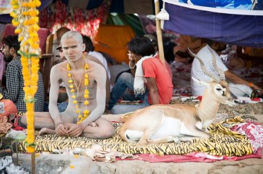 naga sadhu, kumbh mela, ujain, madhya pradesh, Hindistan, Asya 