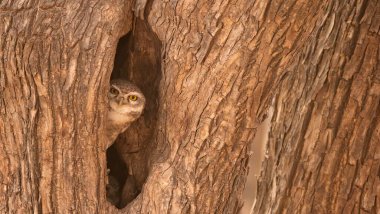 Hindistan 'daki Ranthambhore Ulusal Parkı' ndaki bir ağaç deliğinden gözetlerken görüldü.