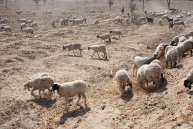 Otlakla meşgul koyunlar, Ladnin, Rajasthan, Hindistan