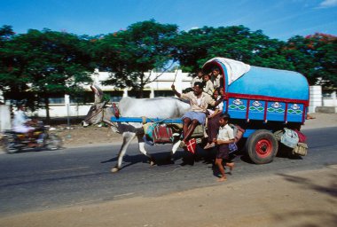 Çocuklar okula öküz arabasıyla gidiyorlar, Coimbatore, Tamil Nadu, Hindistan