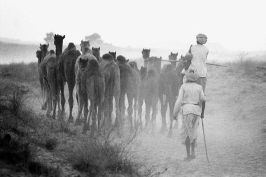 Pushkar Fair Rajasthan Hint Asya 1976 deve sürüsü 