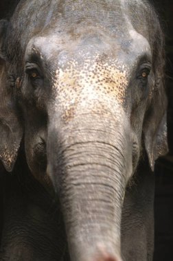 Fil fili Maximus, Maharashtra, Hindistan 'a yaklaş.