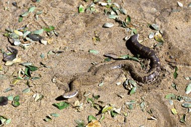 Yılan, sıradan kum eriksi conicus. 