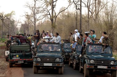 Tourists in jeeps, Tadoba National Park, Maharashtra, India, Asia  clipart