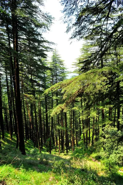 Araucaria angustifolia Himachal Pradesh Hindistan Asya