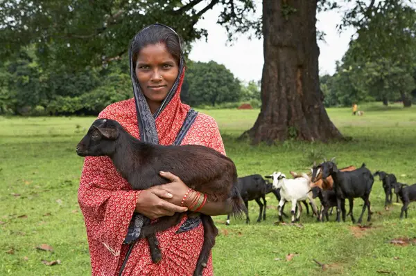 stock image Rural woman with goat animal husbandry economic initiative started by NGO Chinmaya Organization of Rural Development CORD, Deuladiha, Orissa, India   