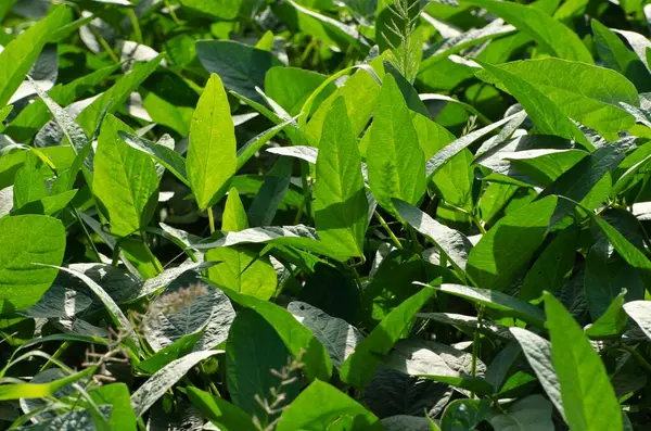 stock image Soybean Glycine max crop Padhegaon Shrirampur Ahmednagar Maharashtra India Asia 