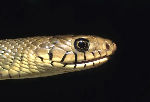 stock image Rat snake ptyas mucosus 