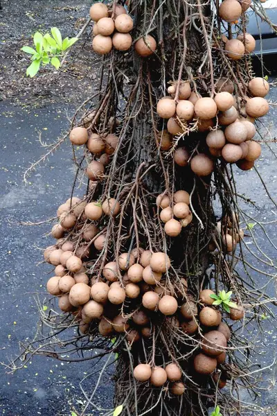 stock image Cannonball or Kailaspati tree fruits at Sanjay Gandhi National Park ; Borivali ; Bombay Mumbai ; Maharashtra ; India