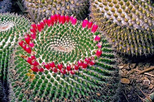 stock image Blooming cactus mammilaria sepervivi of mexico, Kalimpong, West Bengal, India 