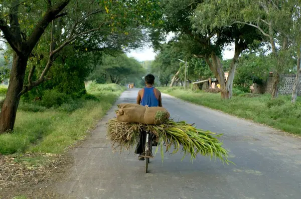 stock image man Carrying cattle feed on bicycle at Ralegan Siddhi near Pune ; Maharashtra ; India
