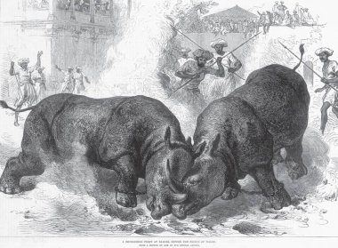 Bir gergedan, Galler Prensi Gujarat; Hindistan 'dan önce Baroda' da savaşır.
