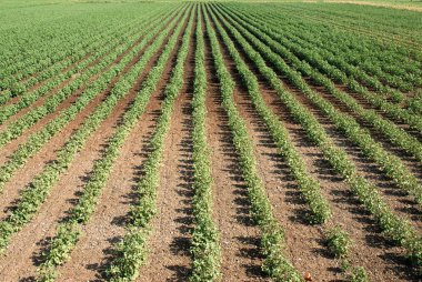 Tarlada pamuk bitkisi, Amreli, Gujarat, Hindistan