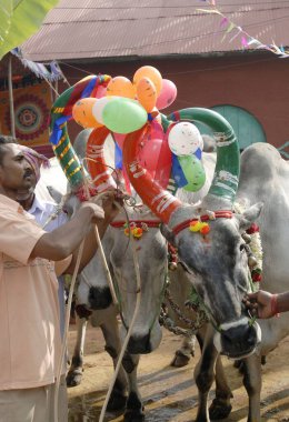 Madalyalı İnekler ve öküzler, Pongal festivalini (Hasat Festivali) kutlayan çiftçiler Coimbatore, Tamil Nadu, Hindistan 