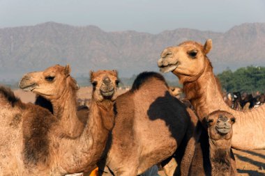 Camel Sürüsü Pushkar Mela, Rajasthan, Hindistan