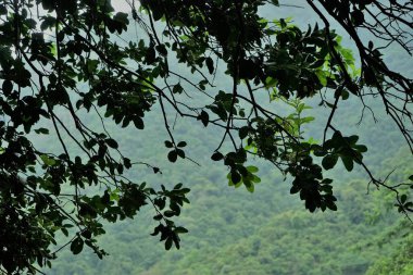 Kurumba Village Resort, Hill Grove, Kurumbadi, Burliyar, Nilgiris, Tamil Nadu, Hindistan, Asya