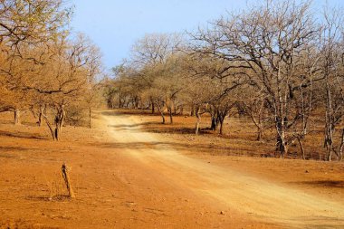 Orman yolu, Gir Vahşi Yaşam Sığınağı, Gujarat, Hindistan, Asya