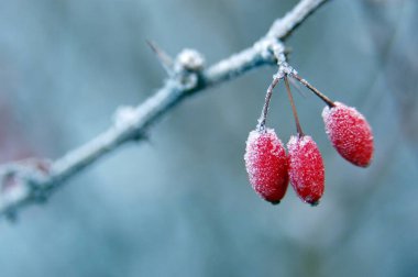 Donmuş kırmızı küçük meyve, Japon böğürtlen, Berberis thunbergii, kışın Göteborg, İsveç 
