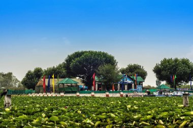 Dal Gölü, Srinagar, Kaşmir, Hindistan, Asya 'daki nilüferler