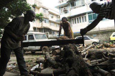 Bombay Mumbai, Maharashtra, Hindistan 'da insanlar büyük bir ağacı testereyle kesiyor.   